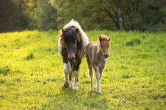 Icelandic horses in a pasture. Mare with foal. Pinto. Evening, golden hour, backlight. Germany