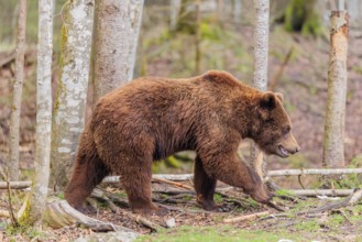 A young male Eurasian brown bear (Ursus arctos arctos) runs through a forest