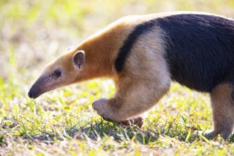 Southern tamandua (Tamandua tetradactyla) Pantanal Brazil