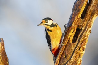 Great spotted woodpecker (Dendrocopus major) ml Germany