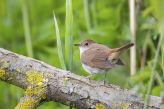 Nightingale (Luscinia megarhynchos) Germany