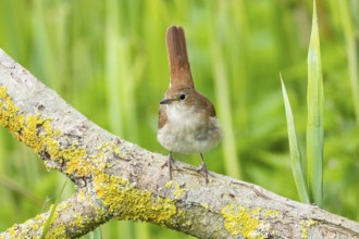 Nightingale (Luscinia megarhynchos) Germany