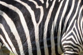 The zebra's stripes are black and white. The stripes are very close together, and the zebra's skin