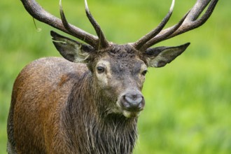 Red deer (Cervus elaphus) Rutting behaviour captive Germany