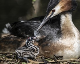 Great Crested Grebe (Podiceps Scalloped ribbonfish) with juvenile, Emsland, Lower Saxony, Germany,