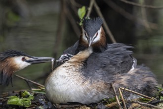 Great Crested Grebe (Podiceps Scalloped ribbonfish) with juveniles), Emsland, Lower Saxony,