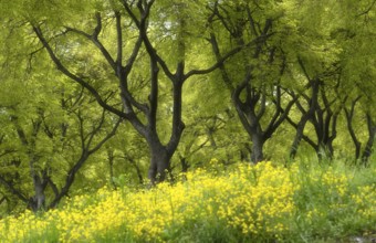 Old trees blooming in spring among yellow cypress spurge flowers (Euphorbia cyparissias)