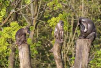 Three Drills (Mandrillus leucophaeus), a male and two females, sit high up on the three stumps of a