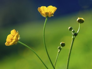 Ranunculus acris Bischofswiesen, Berchtesgadener Land, Upper Bavaria, Bavaria, Germany, Europe