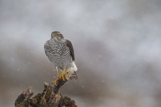 Goshawk (Accipiter gentilis) Germany