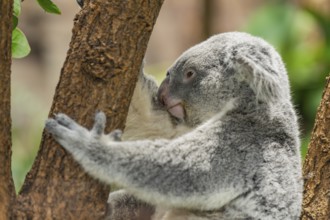 Koala (Phascolarctos cinereus) sitting on a tree, captive, distribution South Australia, Australia,