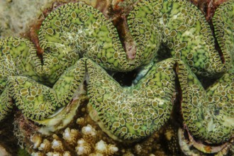 Underwater photo close-up detail photo of mantle of teardrop giant clam (Tridacna noae) Noah's
