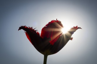 Red tulip (Tulipa) against the light, blue sky