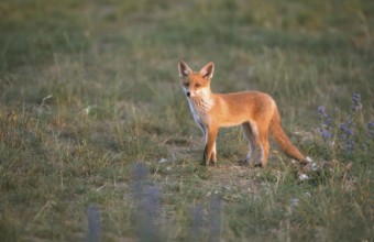 Red fox (Vulpes vulpes) Young fox looking around, Schorfheide-Chorin Biosphere Reserve,