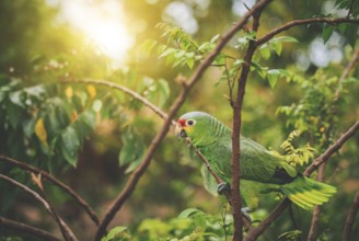 Portrait of a colorful yellow-naped parrot on a branch. Beautiful yellow-necked green parrot in its