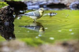 Blue Tit (Parus Caeruleus) Germany