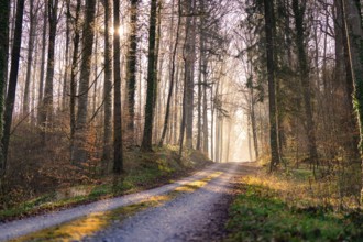 Winding forest path with soft sunlight illuminating it, Calw, Black Forest, Germany, Europe