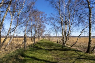 Landscape at Lake Neuensien on the island of Rügen, Mecklenburg-Western Pomerania, Germany, Europe