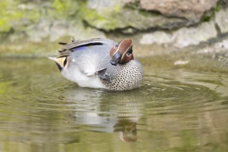 Eurasian teal (Anas crecca) male swimming in a lake, Bavaria, Germany, Europe
