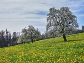 Field of flowering dandelions and pear trees (Pyrus communis), Beinwil, Freiamt, Canton Aargau,
