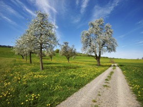 Path leading through a field of flowering dandelions and pear trees (Pyrus communis), Beinwil,