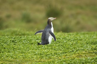 Yellow-eyed Penguin (Megadyptes antipodes), Enderby Island, Auckland Islands Archipelago, New