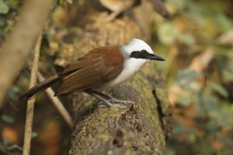 White-crested Laughingthrush (Garrulax leucolophus), Kaeng Krachan, Thailand, Asia