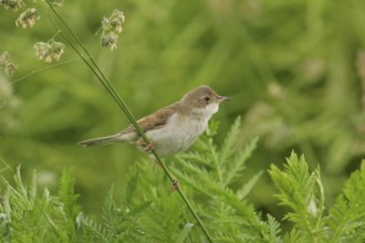 Common Whitethroat (Sylvia communis) female, Lower Saxony, Germany, Europe