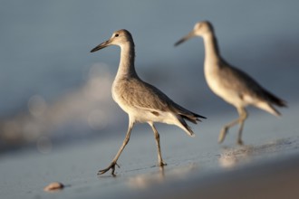 Willet (Tringa semipalmata), El Farallon del Chiru, Panama, Central America