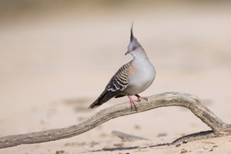 Crested Pigeon (Ocyphaps lophotes) perched on a dried branch on ground, Victoria, Australia,