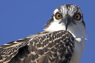 Western Osprey (Pandion haliaetus), Florida, USA, North America