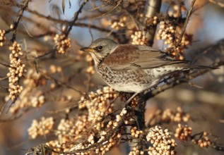 Fieldfare (Turdus pilaris), Mecklenburg-Western Pomerania, Germany, Europe