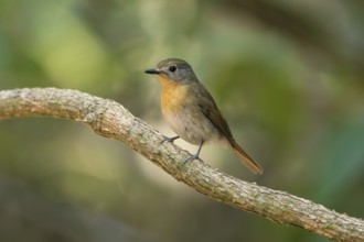 Hainan Blue Flycatcher (Cyornis hainanus klossi) female, Di Linh, Vietnam, Asia