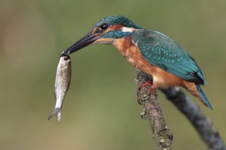 Common Kingfisher (Alcedo atthis) juvenile, Saxony-Anhalt, Germany, Europe