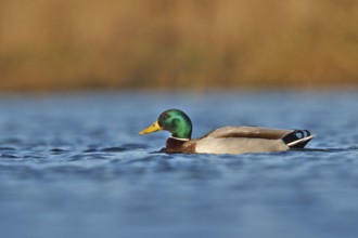 Mallard (Anas platyrhynchos) male, Utrecht, Netherlands