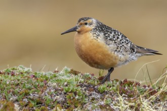 Red Knot (Calidris canutus) perched on the tundra in Nome, Alaska