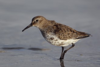 Alpenstrandläufer; lat. Calidris alpina; Seitenansicht; am Spülsaum im Flachwasser am Strand der