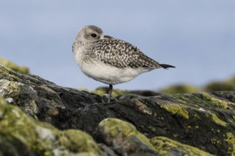 Grey Plover (Pluvialis squatarola), British Columbia, Canada, North America
