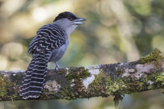 Giant Antshrike (Batara cinerea) perched on a branch in the Atlantic rainforest of southeast Brazil