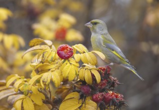 European Greenfinch (Chloris chloris), Mecklenburg-Western Pomerania, Germany, Europe