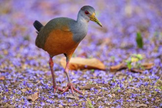 Grey-necked wood rail (Aramides cajanea) Pantanal Brazil
