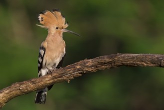 Eurasian Hoopoe (Upupa epops) male perched on a branch, Subotica, Serbia, Europe