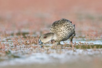Grey Teal (Anas gracilis) feeding, Victoria, Australia, Oceania
