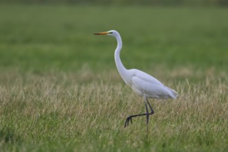Great Egret (Ardea alba), North Rhine-Westphalia, Germany, Europe