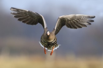 Greater White-fronted Goose (Anser albifrons) flying, North Rhine-Westphalia, Germany, Europe