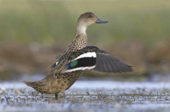 Grey Teal (Anas gracilis), Victoria, Australia, Oceania