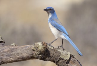Western Scrub Jay (Aphelocoma californica) - California