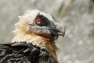 Bearded Vulture (Gypaetus barbatus)