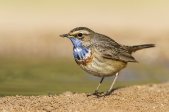 Bluethroat (Luscinia svecica cyanecula) male, Eilat, Israel, Asia
