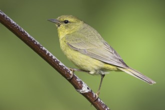 Orange-crowned Warbler (Leiothlypis celata), British Columbia, Canada, North America
